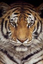 Siberian Tiger Royalty Free Stock Photo