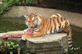 Siberian tiger Royalty Free Stock Photo