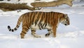 Siberian Tiger Royalty Free Stock Photo