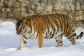 Siberian Tiger Royalty Free Stock Photo