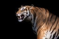 Siberian tiger in action of growl Royalty Free Stock Photo