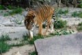 Siberian tiger, also known as the Amur tiger