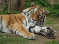 Siberian Tiger, Amur Tiger