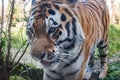 Siberian Tiger, Amurtiger oder Ussuritiger Royalty Free Stock Photo