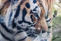 Siberian Tiger, Amurtiger oder Ussuritiger. Portrait Royalty Free Stock Photo