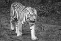 Siberian tiger in black white. Elegant big cat. Endangered predator.Mammal animal Royalty Free Stock Photo