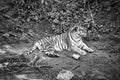 siberian tiger , in black and white, lying relaxed on a meadow. powerful predatory cat Royalty Free Stock Photo