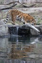 Siberian Tiger- Bronx Zoo New York Royalty Free Stock Photo
