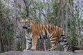 Siberian Tiger- Bronx Zoo New York Royalty Free Stock Photo