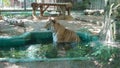 Siberian Tiger At Bucharest Zoo Cooling Off In The Pool