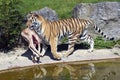 Siberian Tiger with carcass