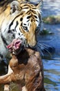 Siberian Tiger with carcass