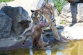 Siberian Tiger with carcass