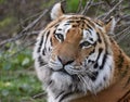 Siberian Tiger in Colour Royalty Free Stock Photo