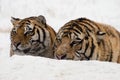 Siberian Tiger Couple Royalty Free Stock Photo