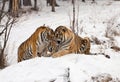 Siberian Tiger Couple Royalty Free Stock Photo