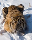 Siberian Tiger Crouching Royalty Free Stock Photo
