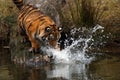 Siberian Tiger cub Royalty Free Stock Photo