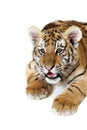 Siberian Tiger Cub Royalty Free Stock Photo