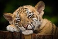 Siberian Tiger Cub (Panthera tigris altaica) Royalty Free Stock Photo