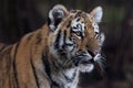 Siberian Tiger Cub (Panthera Tigris Altaica) Royalty Free Stock Photo