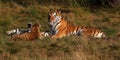Siberian tiger with cubs Royalty Free Stock Photo