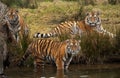 Siberian Tiger cubs Royalty Free Stock Photo