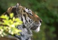 Siberian tiger in dappled shade Royalty Free Stock Photo