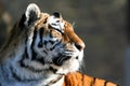 Siberian Tiger Deep in Thought