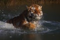 Siberian Tiger diving in frozen water