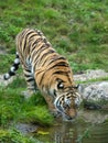 Siberian Tiger drinking from a pond Royalty Free Stock Photo