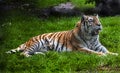 Siberian tiger female 3