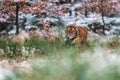 Siberian tiger female, panthera tigris altaica hiding in the grass and waiting for prey. Front View. A dangerous beast in its Royalty Free Stock Photo