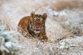 Siberian tiger female, panthera tigris altaica hiding in the grass and waiting for prey. Front View. Royalty Free Stock Photo