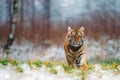 Siberian tiger female, Panthera tigris altaica walking, front view. A dangerous beast in its natural habitat. In the forest in Royalty Free Stock Photo