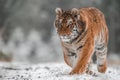 Siberian tiger female, Panthera tigris altaica walking, front view. A dangerous beast in its natural habitat. In the forest in Royalty Free Stock Photo