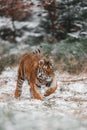 Siberian tiger female, Panthera tigris altaica walking, front view. Royalty Free Stock Photo