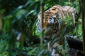 Siberian tiger in the forest