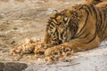 Siberian Tiger in Harbin China