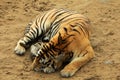 Siberian tiger have a rest