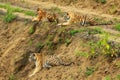 Siberian tiger have a rest