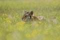 Siberian Tiger Royalty Free Stock Photo