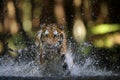 Siberian tiger hunting in the river from closeup front view Royalty Free Stock Photo