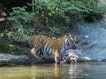 Siberian tiger `Irina` Panthera tigris altaica, Der Sibirische Tiger, Amurtiger, Ussuritiger, Tigre siberiana, dell`Amur, Tigre