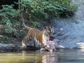 Siberian tiger `Irina` Panthera tigris altaica, Der Sibirische Tiger, Amurtiger, Ussuritiger, Tigre siberiana, dell`Amur, Tigre