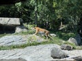 Siberian tiger `Irina` Panthera tigris altaica, Der Sibirische Tiger, Amurtiger, Ussuritiger, Tigre siberiana, dell`Amur, Tigre