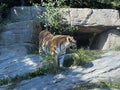 Siberian tiger `Irina` Panthera tigris altaica, Der Sibirische Tiger, Amurtiger, Ussuritiger, Tigre siberiana, dell`Amur, Tigre