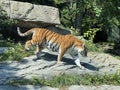 Siberian tiger `Irina` Panthera tigris altaica, Der Sibirische Tiger, Amurtiger, Ussuritiger, Tigre siberiana, dell`Amur, Tigre