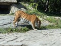 Siberian tiger `Irina` Panthera tigris altaica, Der Sibirische Tiger, Amurtiger, Ussuritiger, Tigre siberiana, dell`Amur, Tigre