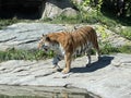 Siberian tiger `Irina` Panthera tigris altaica, Der Sibirische Tiger, Amurtiger, Ussuritiger, Tigre siberiana, dell`Amur, Tigre